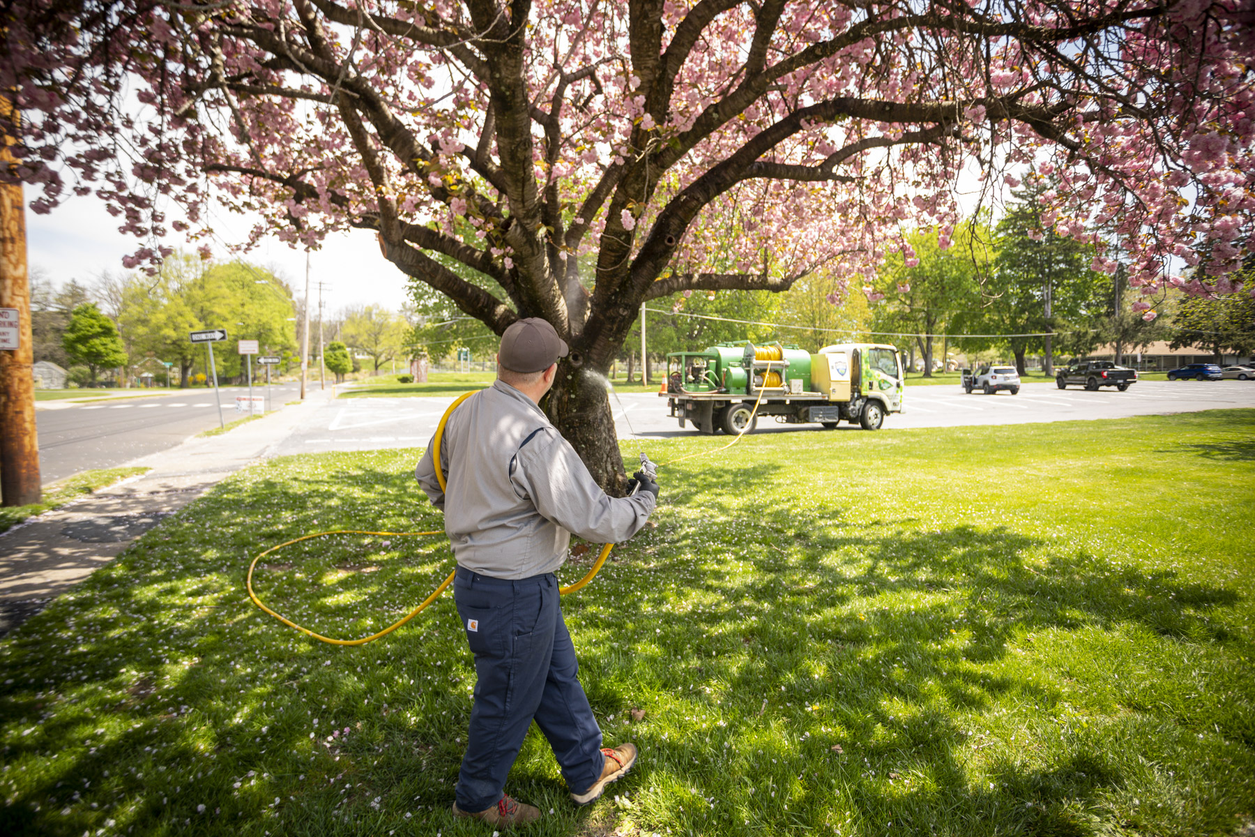 how-to-care-for-trees-in-pennsylvania-fertilizing-pruning-pest